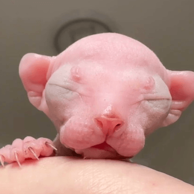 Sphynx cat looking hopeful with Christmas lights in background