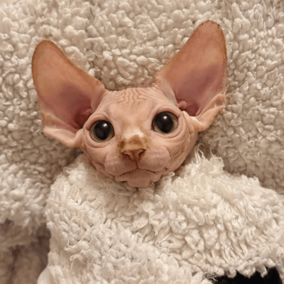 Cozy sphynx cat curled up by fireplace with Christmas decorations