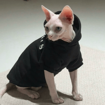 Confident sphynx cat sitting tall with festive background