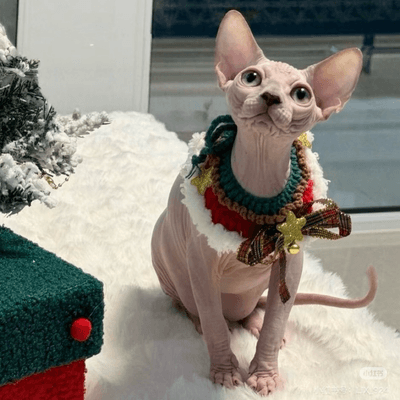 Peaceful sphynx cat in meditation pose with holiday candles