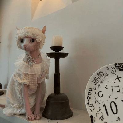 Curious sphynx cat exploring Christmas ornaments