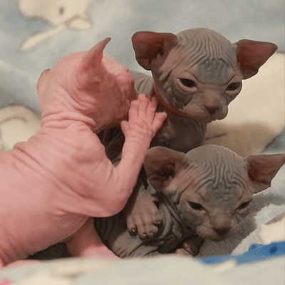 Brave sphynx cat standing at doorway with Christmas wreath