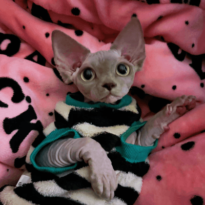 Grateful sphynx cat surrounded by Christmas blessings