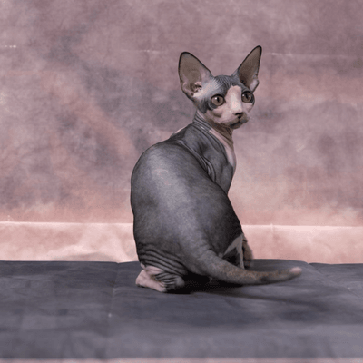 Agile sphynx cat mid-jump with Christmas lights