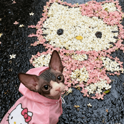 Content sphynx cat with loved ones around Christmas tree