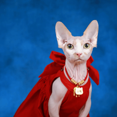 Adventurous sphynx cat on winding snowy path with lights