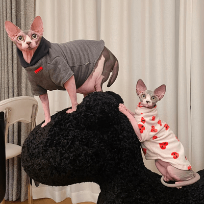 Confident sphynx cat looking in mirror with Christmas decor