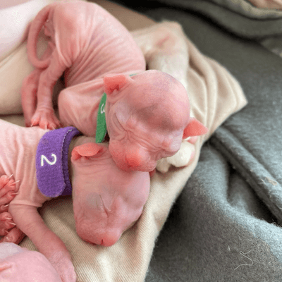 Patient sphynx cat waiting by window with falling snow
