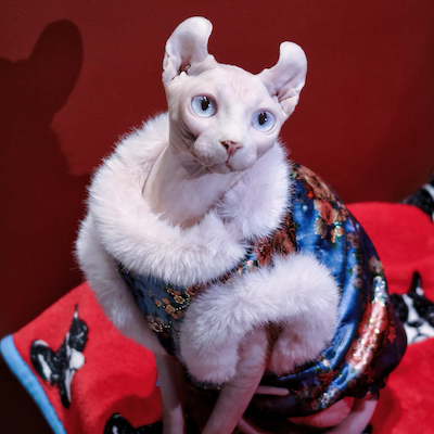 Cheerful sphynx cat with glowing Christmas star and twinkling lights