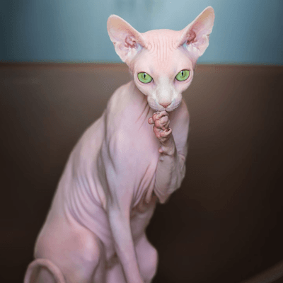 Beautiful sphynx cat in soft Christmas candlelight