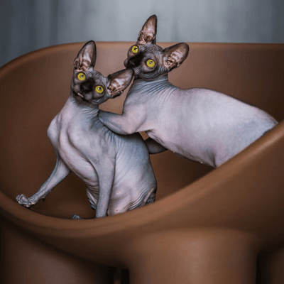 Wise sphynx cat taking steps in fresh snow with footprints