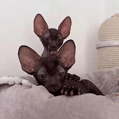 Serene sphynx cat purring by Christmas Eve fireplace