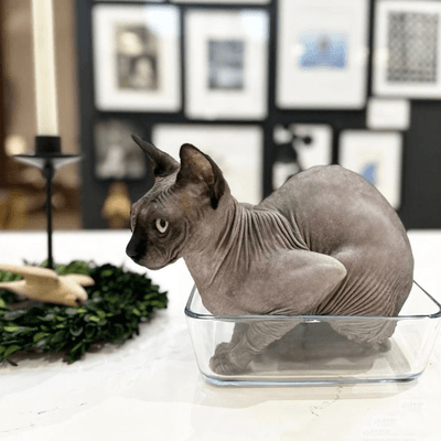 Gentle sphynx cat in cozy self-care moment with hot cocoa