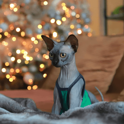 Triumphant sphynx cat on Christmas morning with gifts and joy